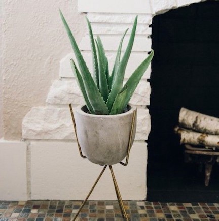 aloe