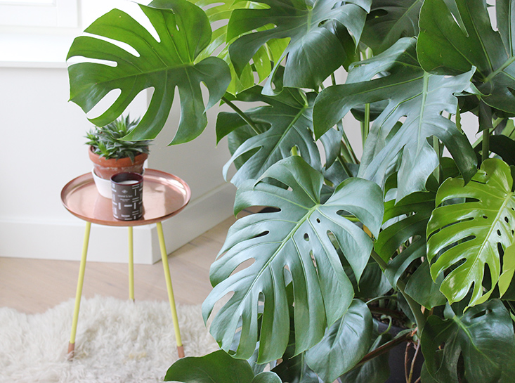 monstera