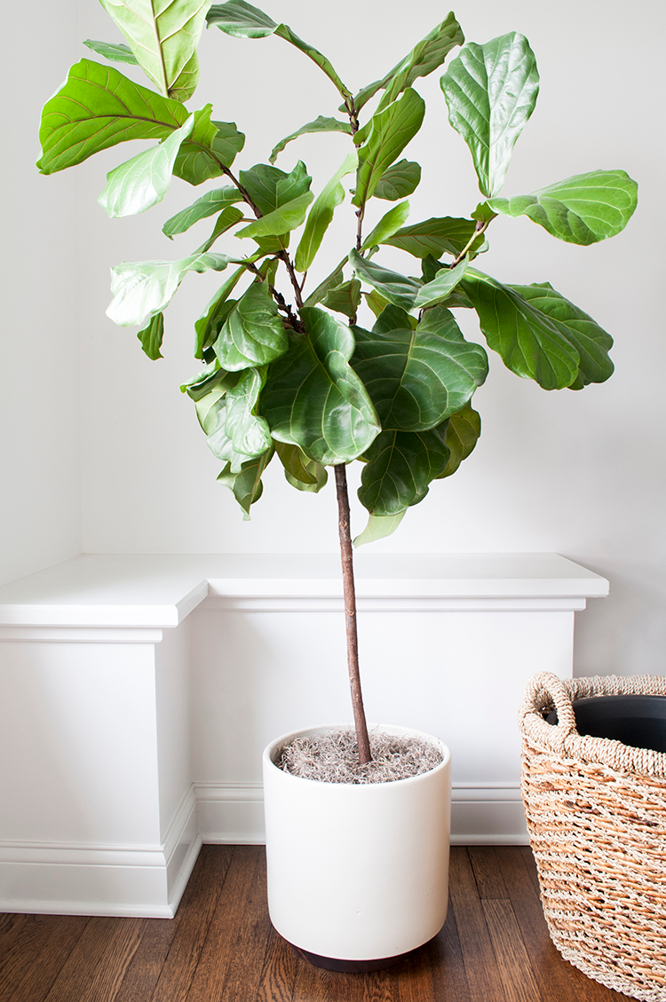 fiddle-leaf-3