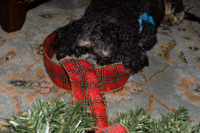 wreaths-lil-helper